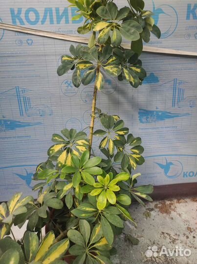 Вариегатные комнатные растения