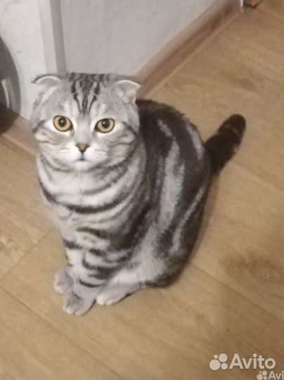 Шотландская вислоухая кошка