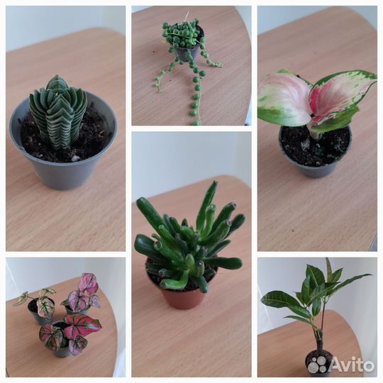 Цветы в ассортименте