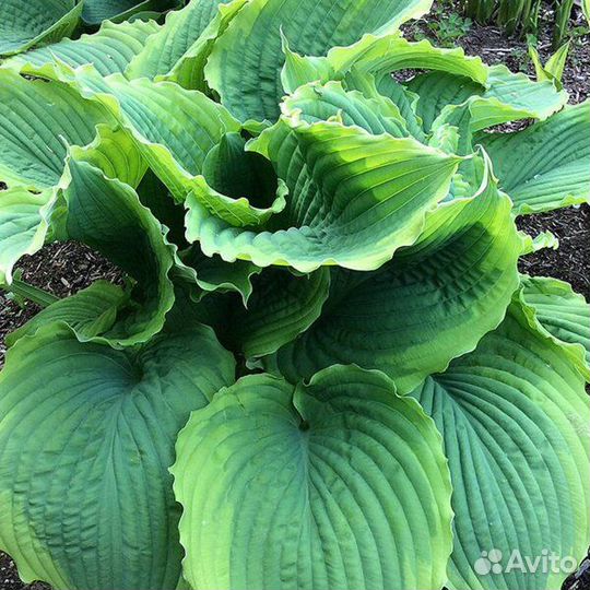 Хосты из своего сада