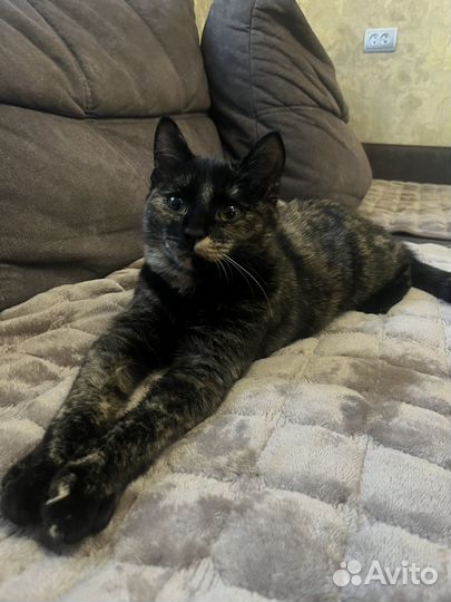 Отдам котенка в добрые руки