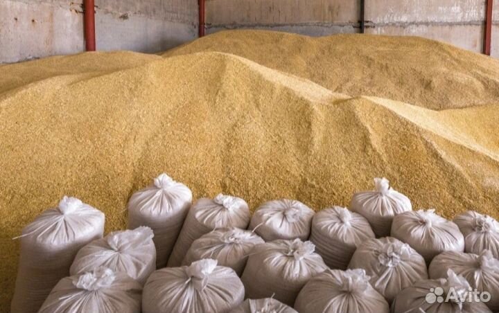 Зерно пшеница