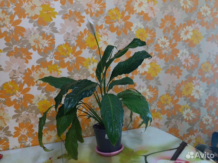 Спатифиллум