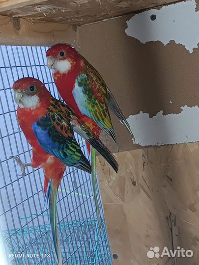 Попугаи 5видов