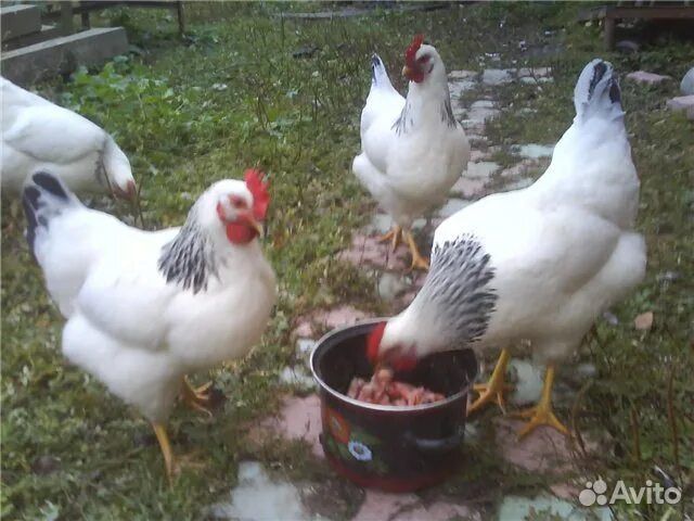 Куры домашние