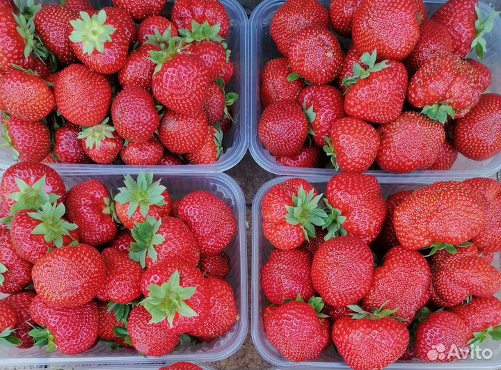 Рассада клубники Сенсация