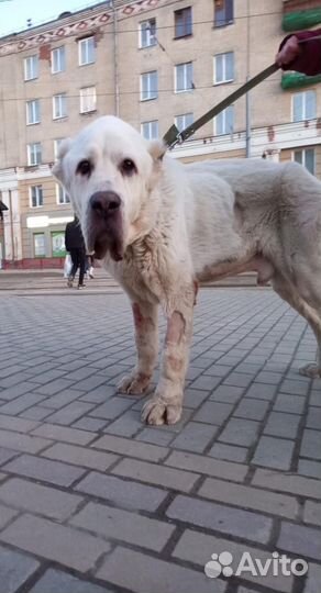 Алабай в добрые руки