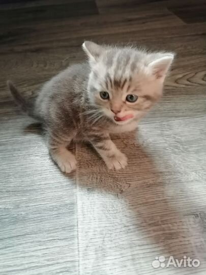 Британский котенок