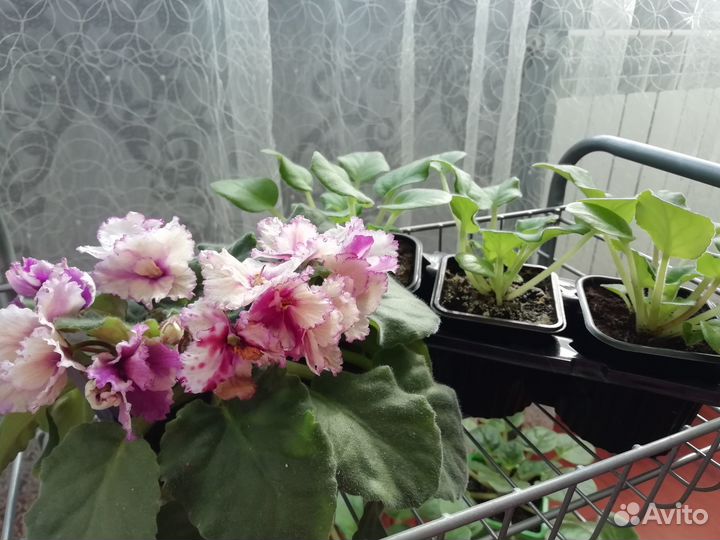 Комнатные растения цветы