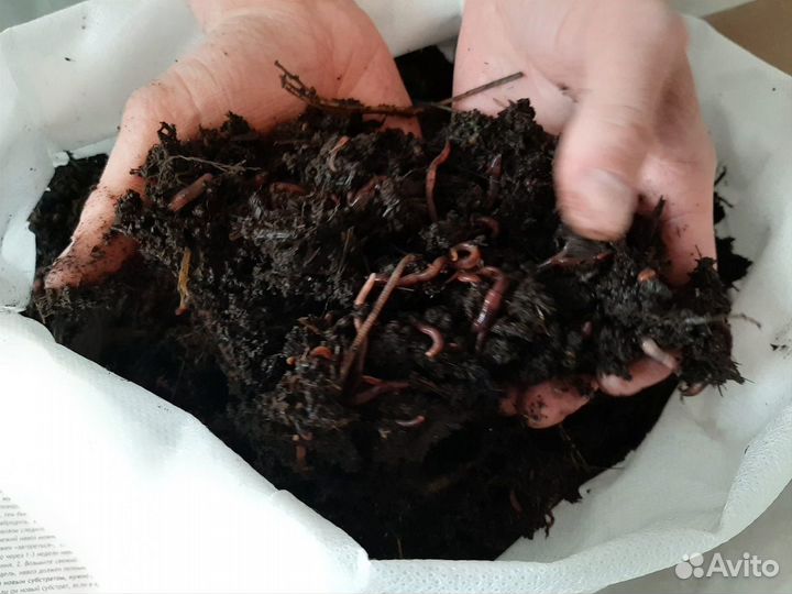 Калифорнийские черви для биогумуса