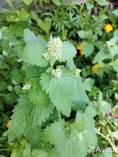 Мята,мелиса