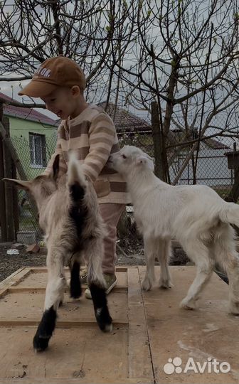 Коза нубийская