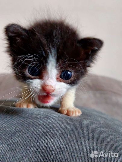 Котята в дар