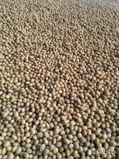 Соя продам
