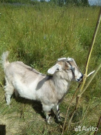 Продам коз