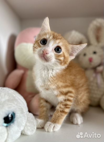 Котята в добрые руки мальчики