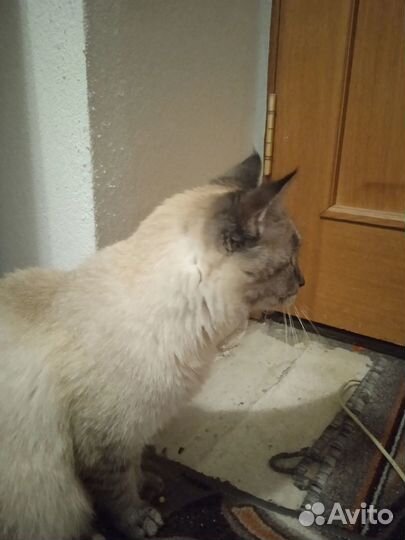 Нашли кота в 3 мкр взять не можем помогите