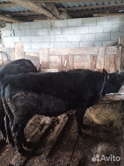 Продажа крс