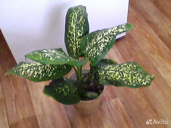 Диффенбахия