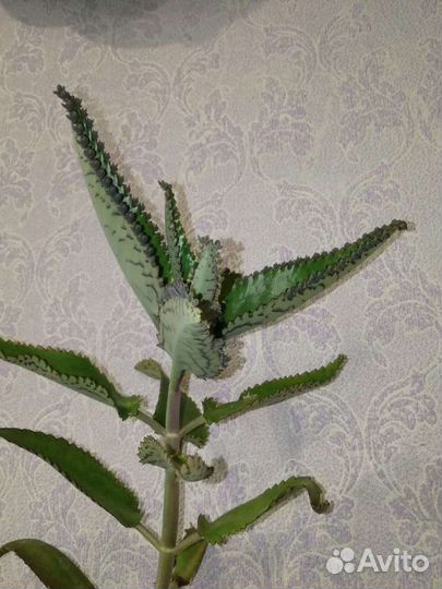 Каланхоэ