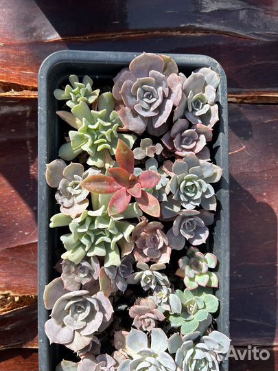 Суккуленты пахифитум эхеверия