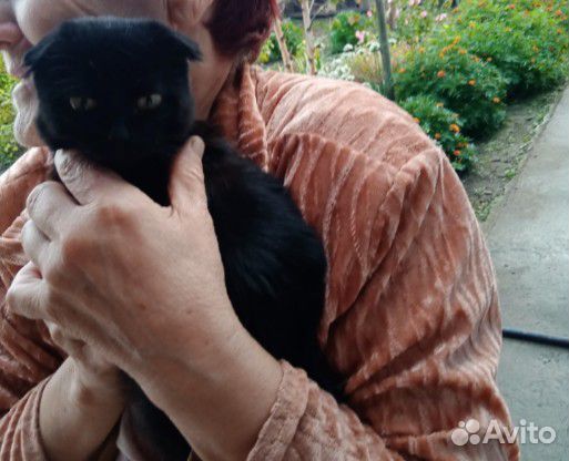 Вислоухий котенок