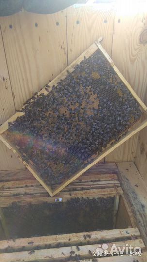 Пчелопакеты бакфаст