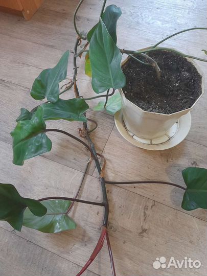 Филодендрон