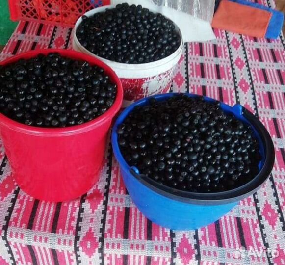 Черноплодная рябина ягоды Ярославская область