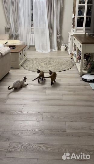 Котята девон-рекс