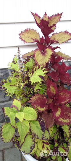 Колеусы сортовые