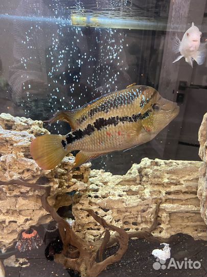 Рыбы цихлиды