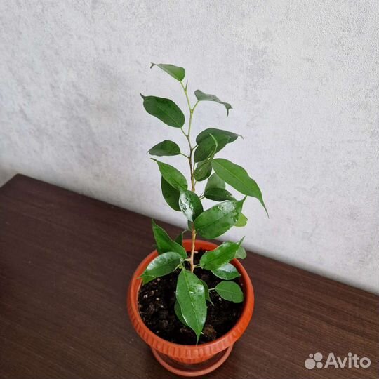 Фикус бенджамина