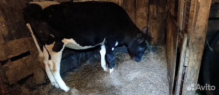 Тëлка Голштинская порода