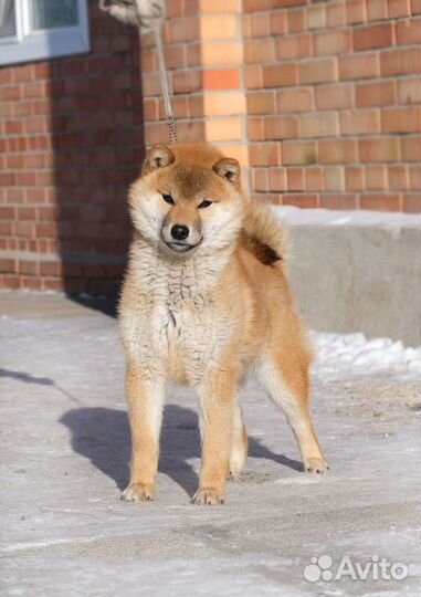 Щенки Сиба ину