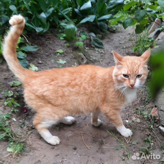 Рыжий кот ищет дом