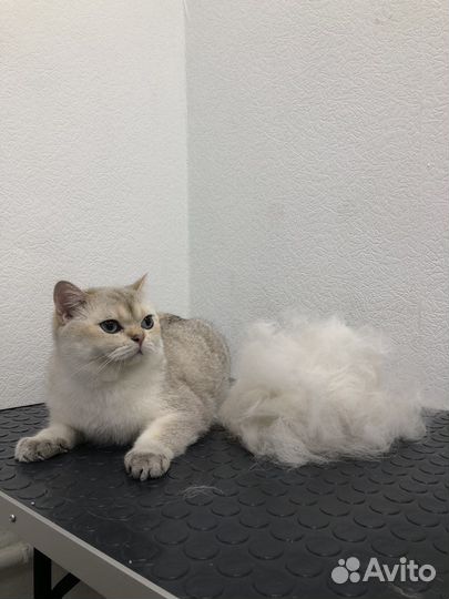 Груминг собак и кошек