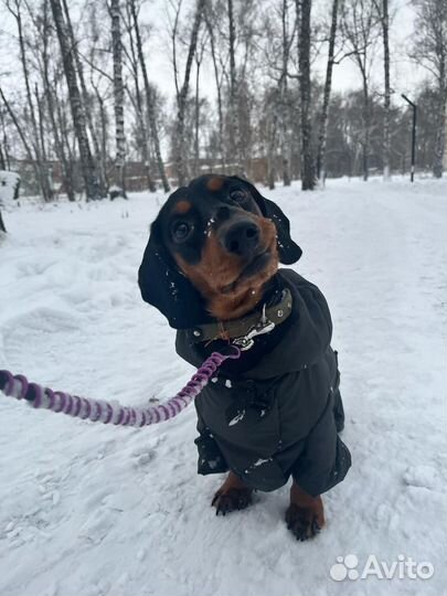 Такса вязка