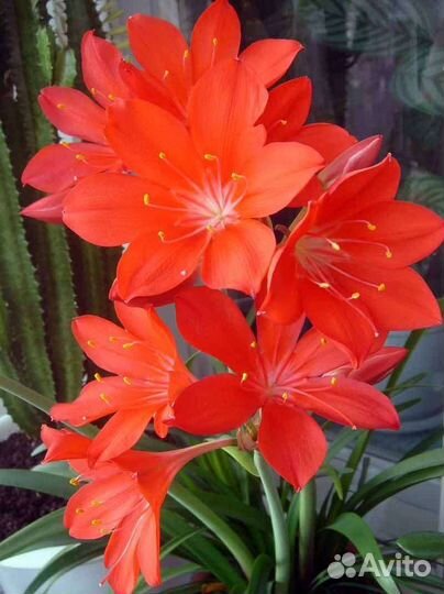 Гиппиаструм