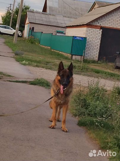 Немецкая овчарка вязка