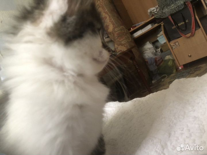 Котята вислоухие в добрые руки