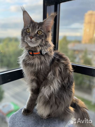 Gps ошейник для кошек