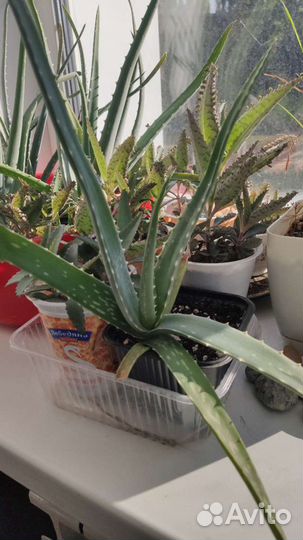 Алоэ Вера / каланхоэ / доктор лечебное растение