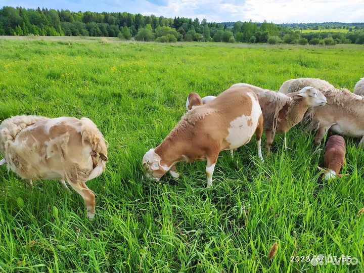 Катумские барашки
