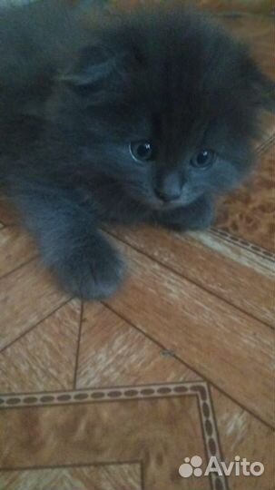Котики