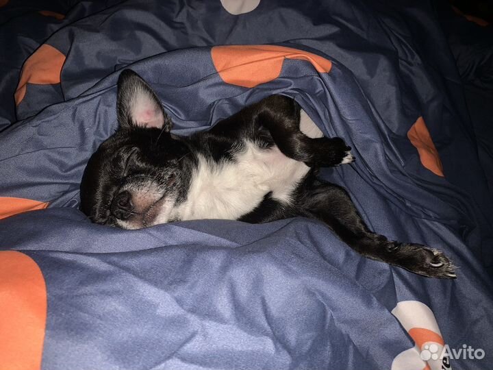 Вязка кобель чихуахуа