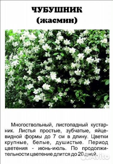 Жасмин чубушник махровый