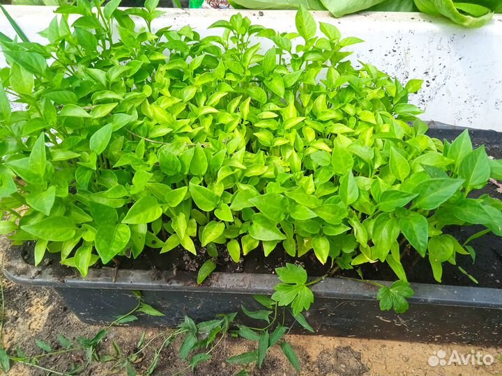 Рассада болгарского перца