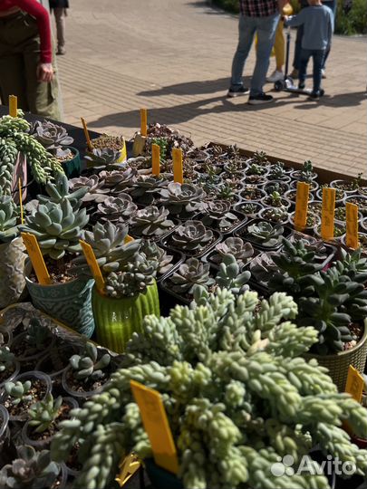 Суккуленты