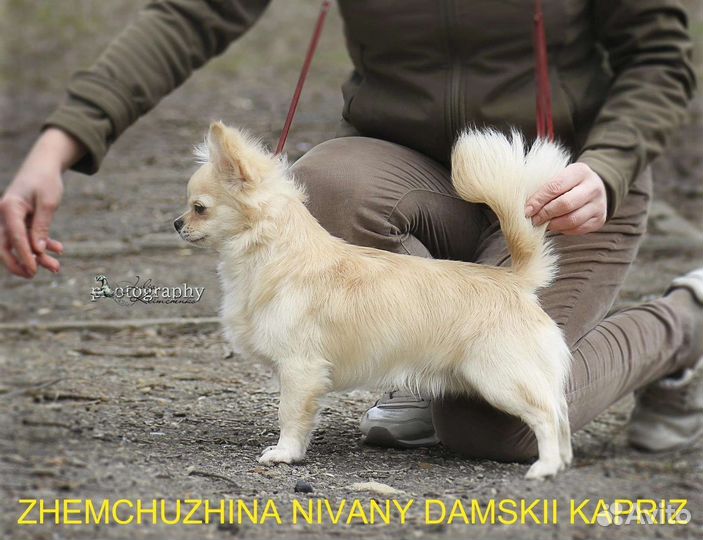 Кобель Чемпион